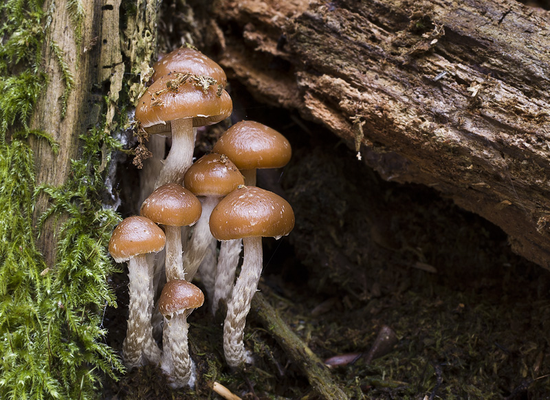 Galerina sideroides